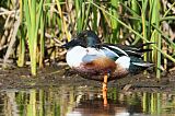 Northern Shoveler